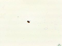 Cryptista