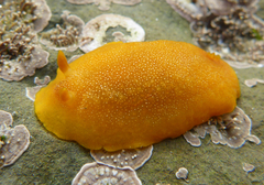 Doriopsilla albopunctata