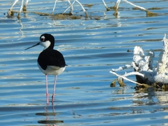 Himantopus mexicanus