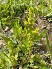 Rumex trisetifer