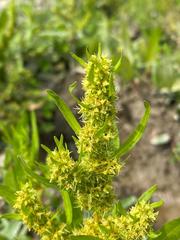 Rumex trisetifer