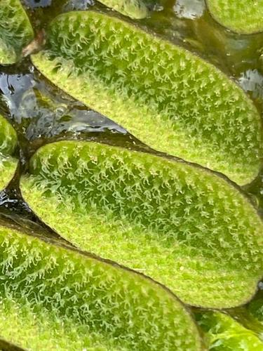 Salvinia natans iNat (3)