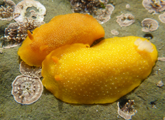 Doriopsilla albopunctata
