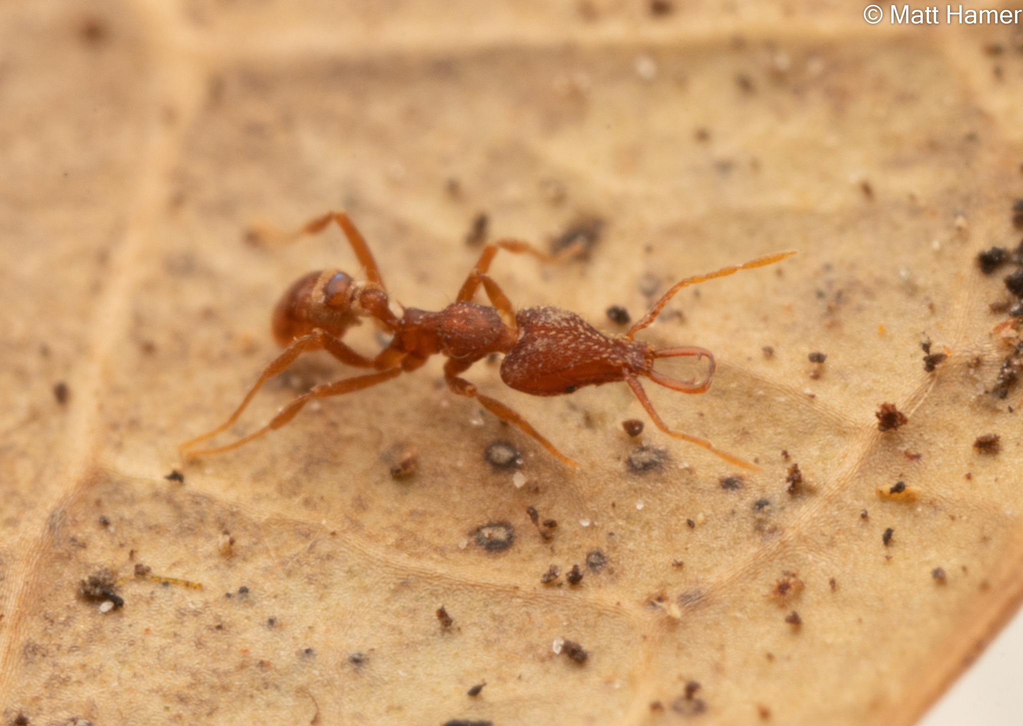 Strumigenys exilirhina