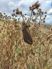 Abantiades labyrinthicus