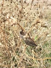 Abantiades labyrinthicus