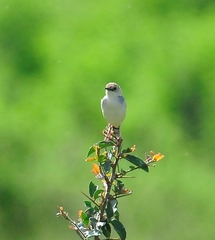 Cisticola marginatus