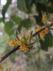 Dendrophthoe pentandra