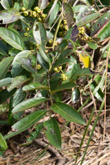 Glochidion lanceolarium