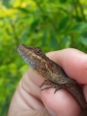 Anolis urraoi