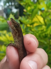 Anolis urraoi