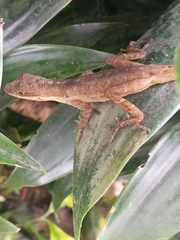 Anolis urraoi
