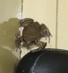 Kaloula baleata