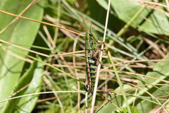 Kosciuscola usitatus