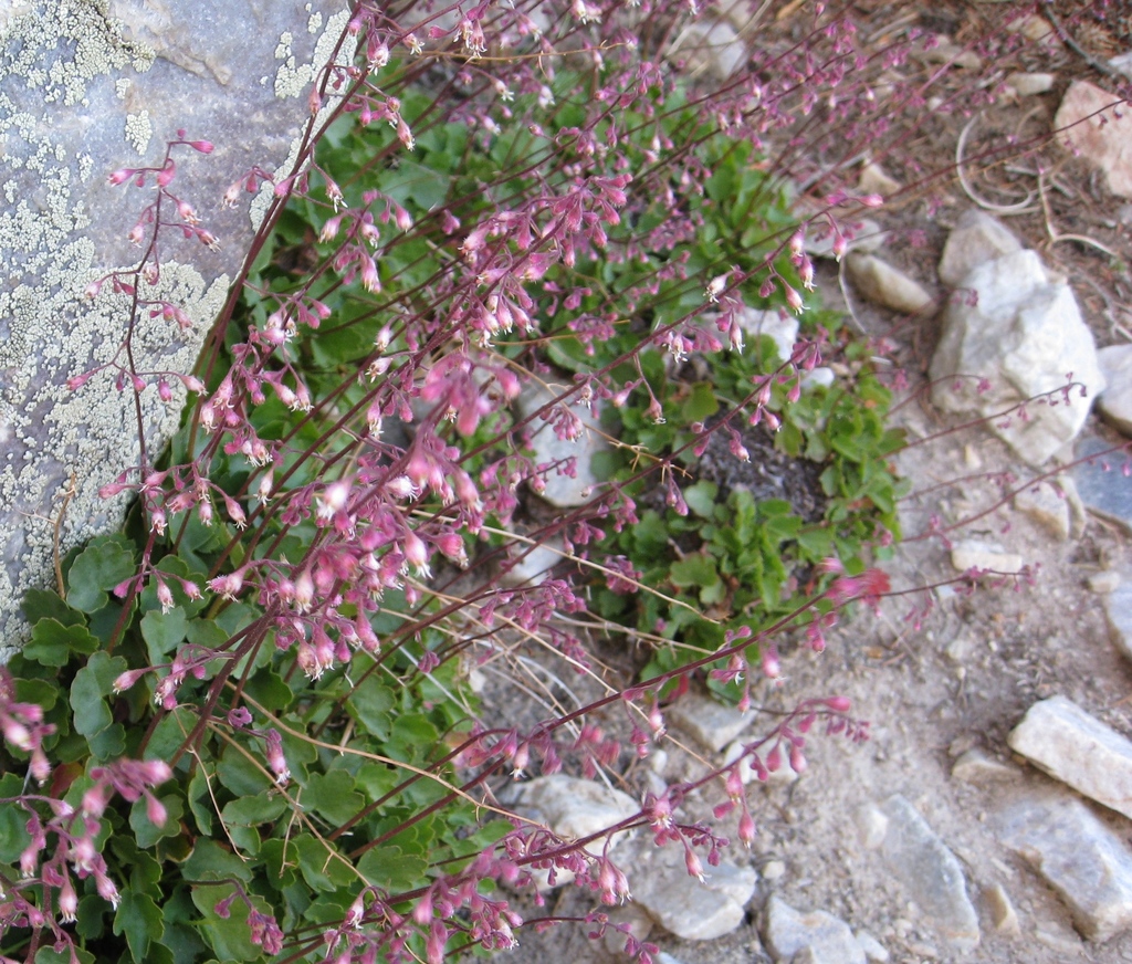 Pink alumroot (Heuchera rubescens)