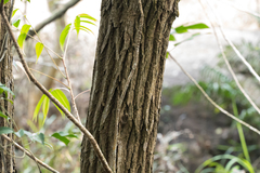 Cinnamomum parthenoxylon