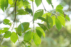 Cinnamomum parthenoxylon