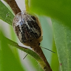 Paropsisterna semifumata