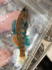 Etheostoma uniporum