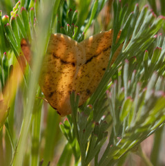Neoterpes edwardsata
