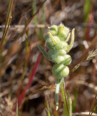 Schizomyia macrofila