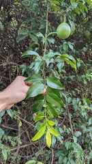Melodinus suaveolens