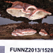 Plicaturopsis scarlatina - Photo (c) Jerry Cooper, algunos derechos reservados (CC BY), subido por Jerry Cooper