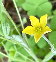 Oxalis pilosa