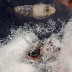 Cotesia yakutatensis