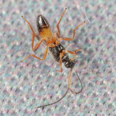 Cotesia yakutatensis