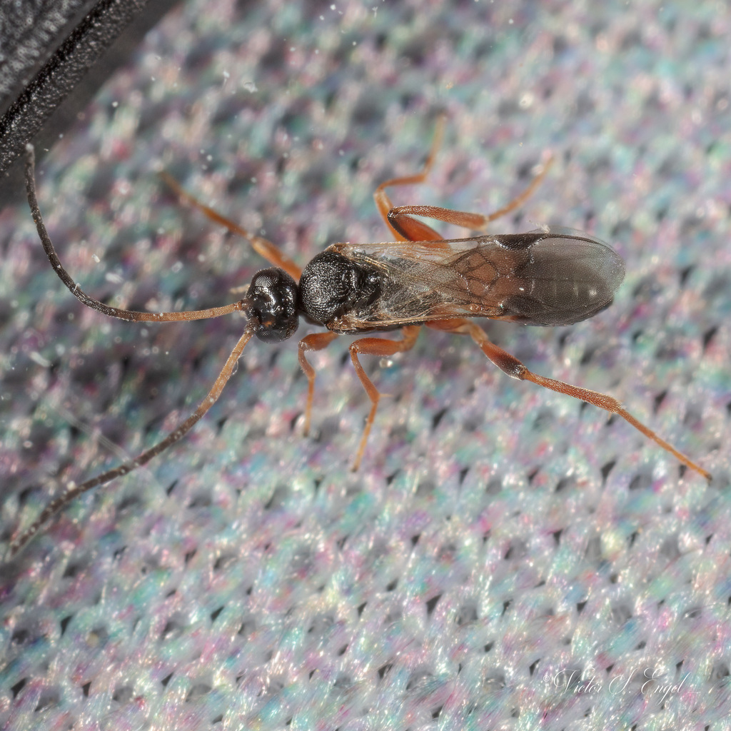 Cotesia xylina