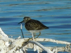 Calidris minutilla