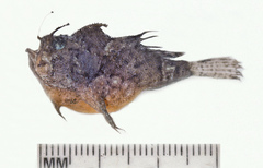 Kuiterichthys pietschi