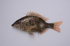 Lethrinus nebulosus