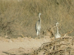 Ardea herodias