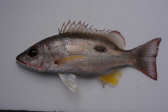 Lutjanus russellii
