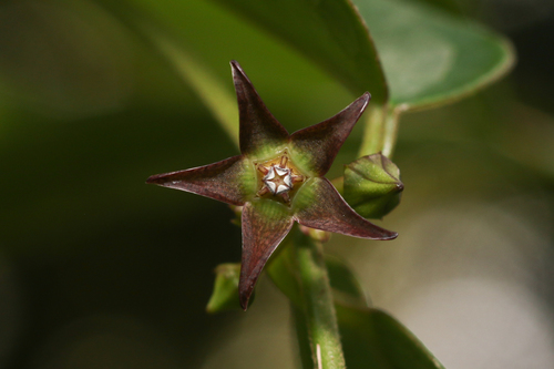 Matelea sintenisii