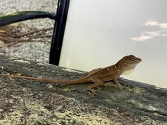 Anolis hispaniolae