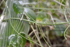Rhipsalis baccifera