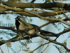 Amphispiza bilineata