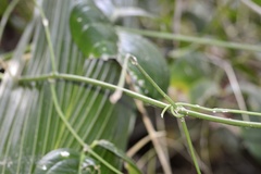 Rhipsalis baccifera