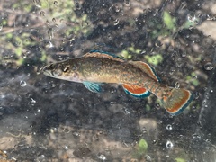 Etheostoma whipplei
