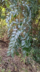 Zanthoxylum scandens