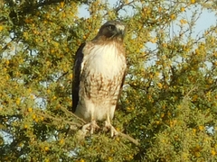 Buteo jamaicensis