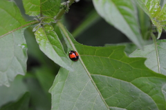 Coelophora biplagiata