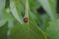 Coelophora biplagiata