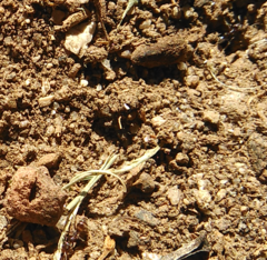 Linepithema humile