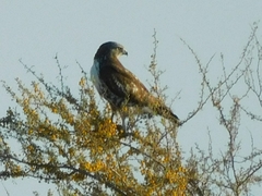Buteo jamaicensis