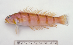 Parapercis algrahami