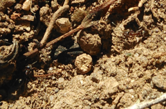 Linepithema humile